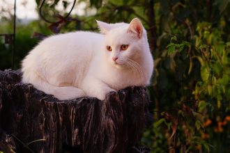 white cat