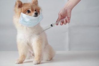 pet vaccines near me