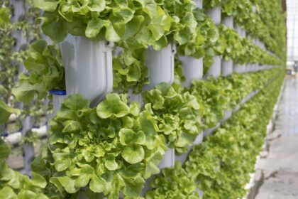 hydroponic tower garden.