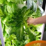 Hydroponic Growers